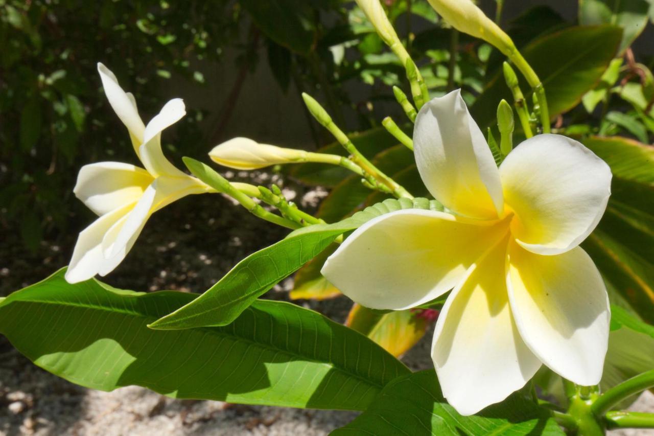 Paradise Found Cayo Hueso Exterior foto